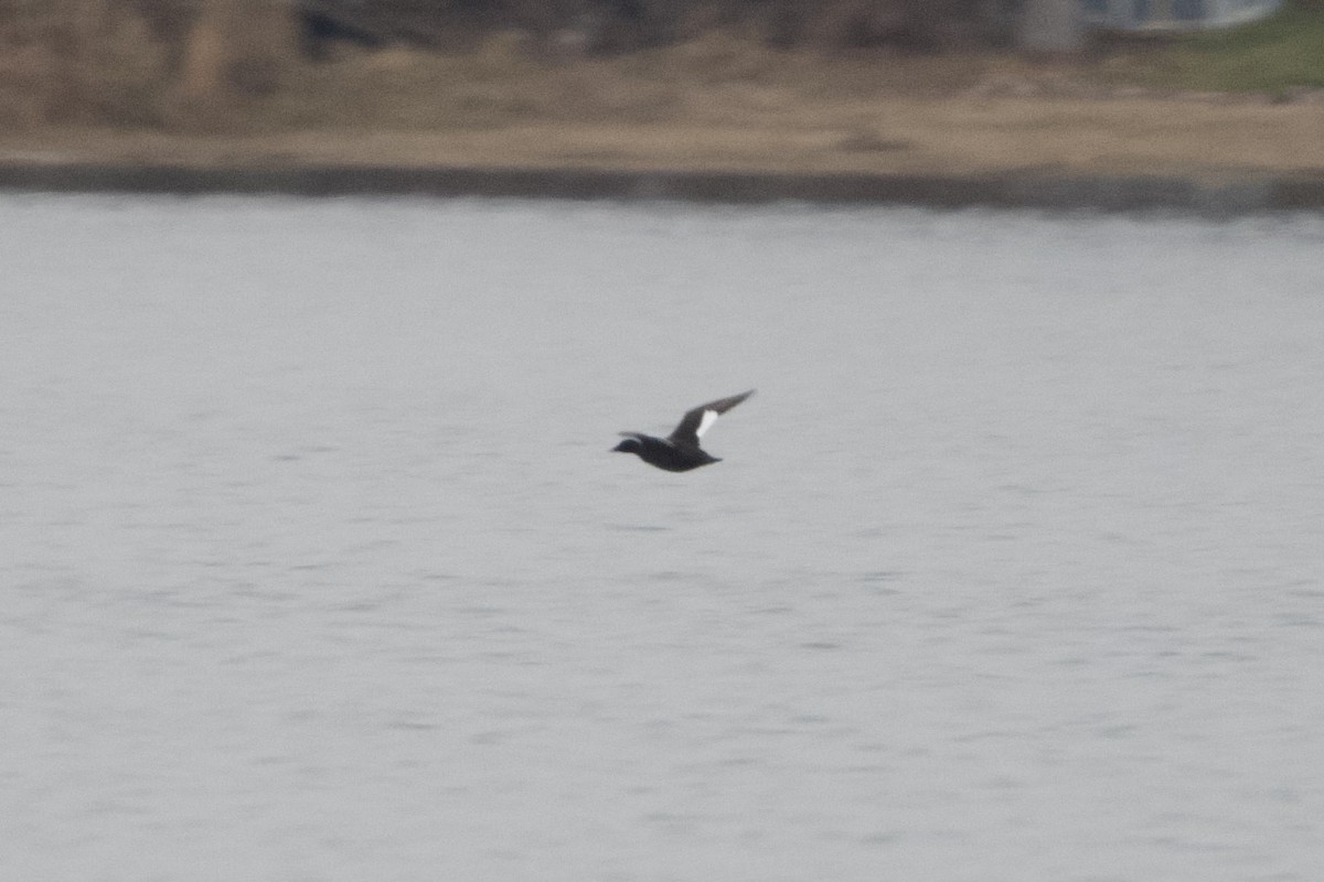 White-winged Scoter - ML610996872