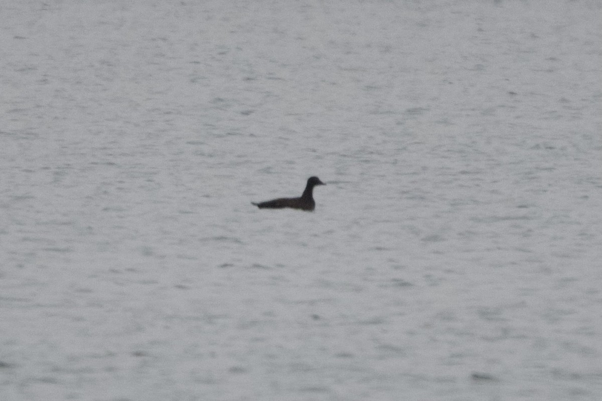 White-winged Scoter - ML610996876