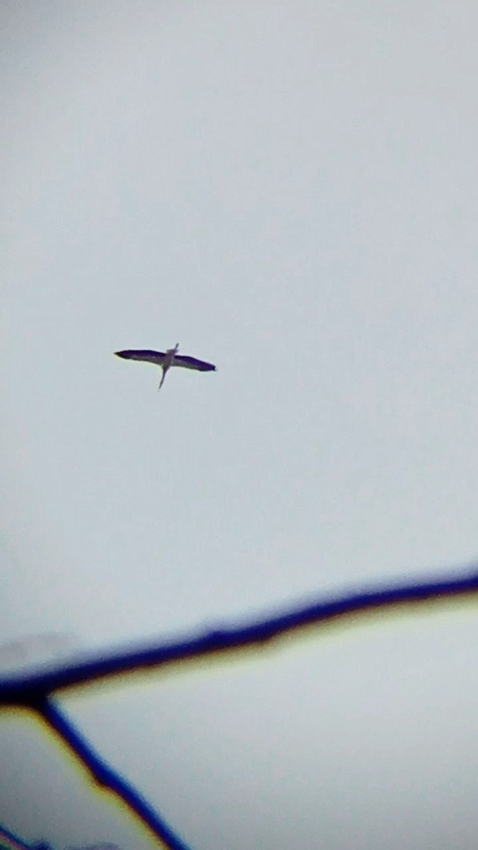 White Stork - Laurent Pascual-Le Tallec