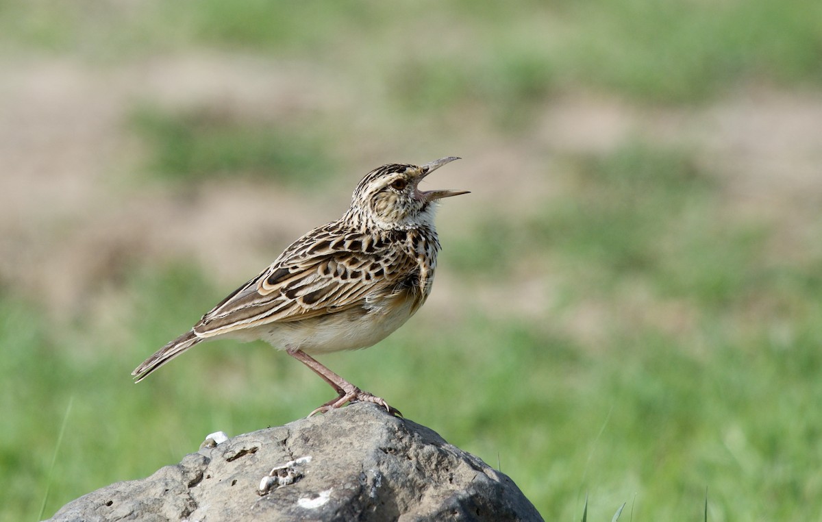 Rufous-naped Lark - ML610996926