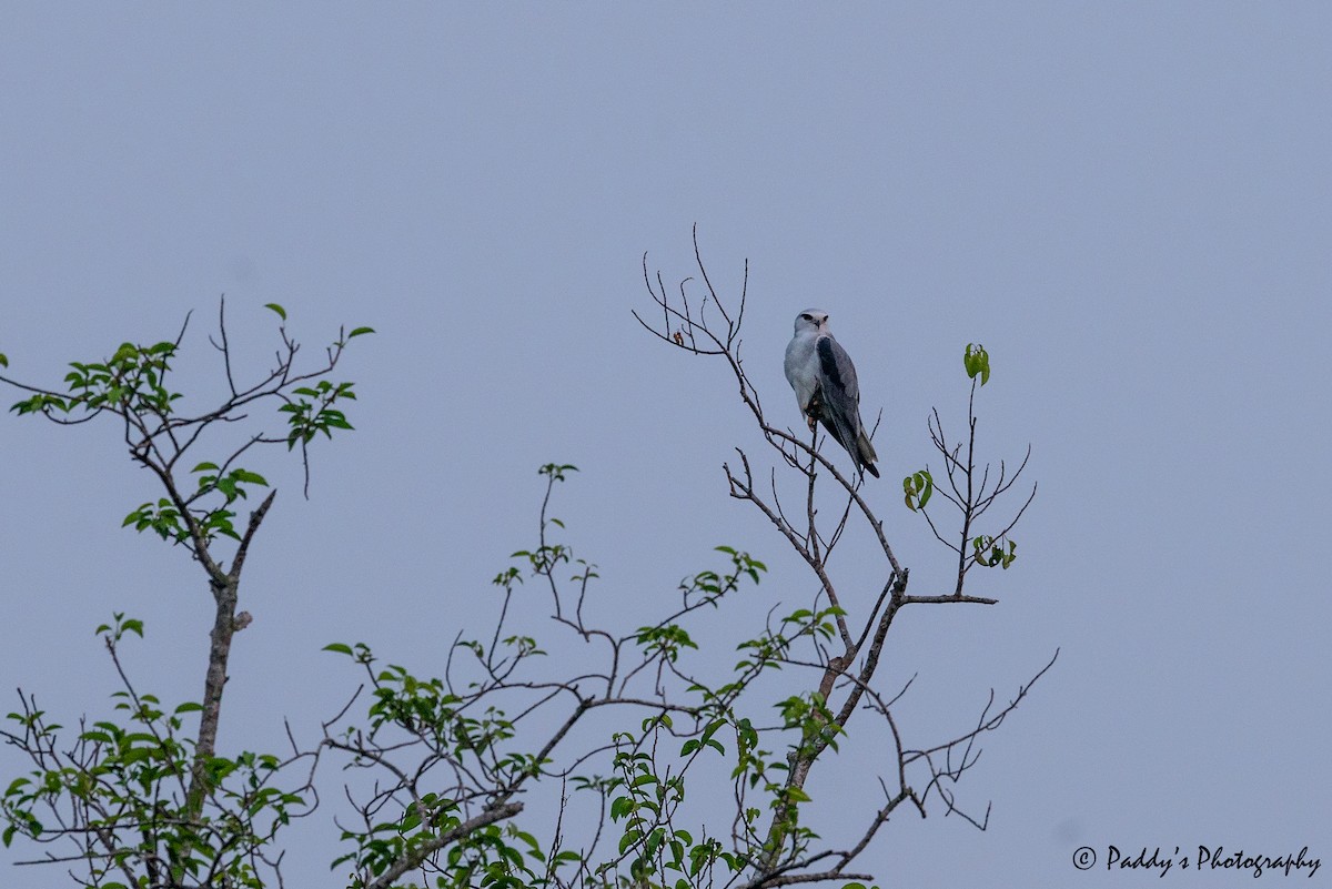 Black-winged Kite - Padmanav Kundu