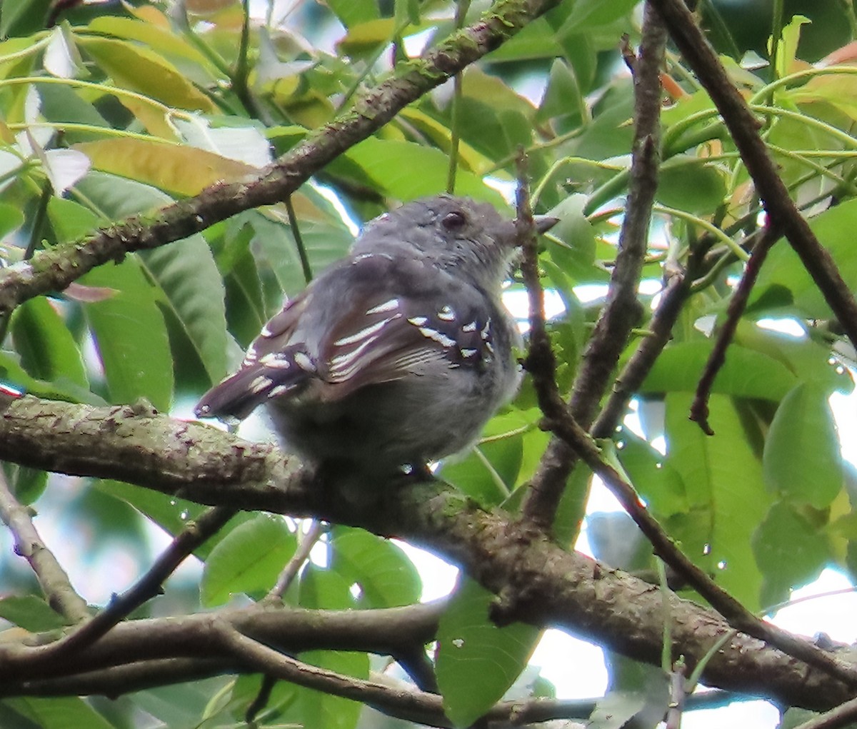 Sooretama Slaty-Antshrike - ML610996956