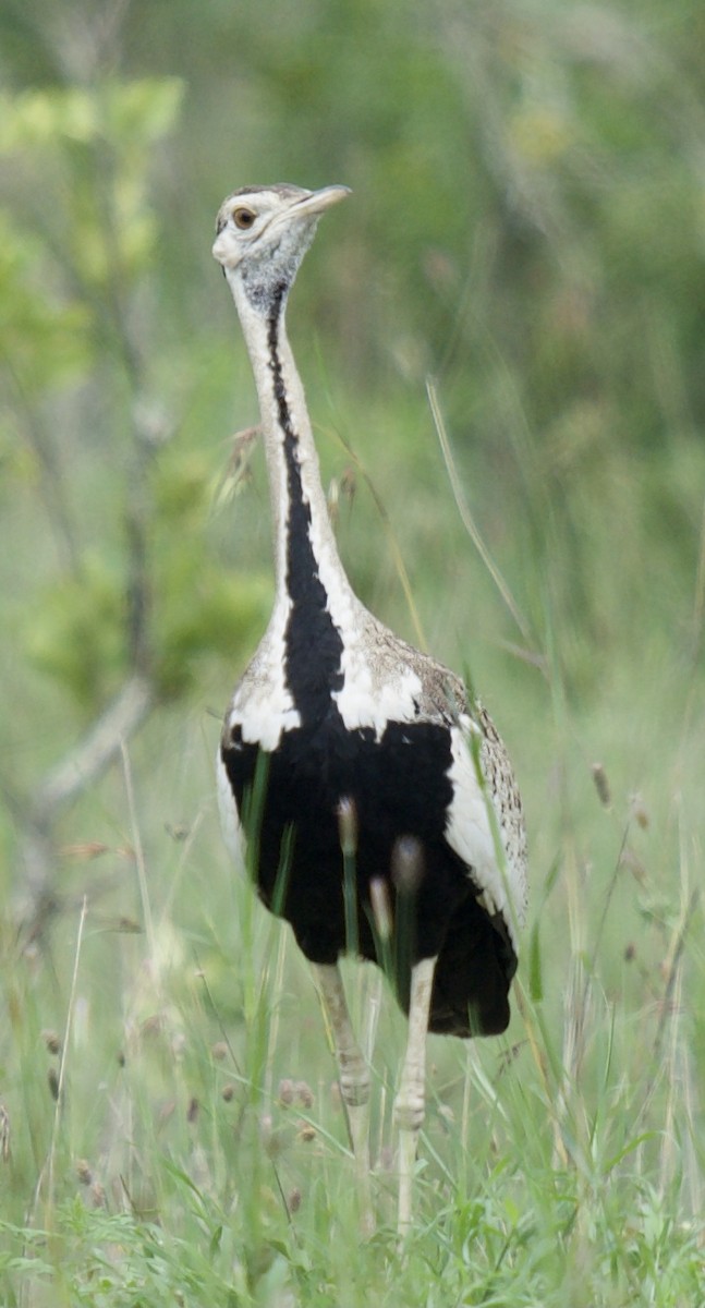 Black-bellied Bustard - ML610996978