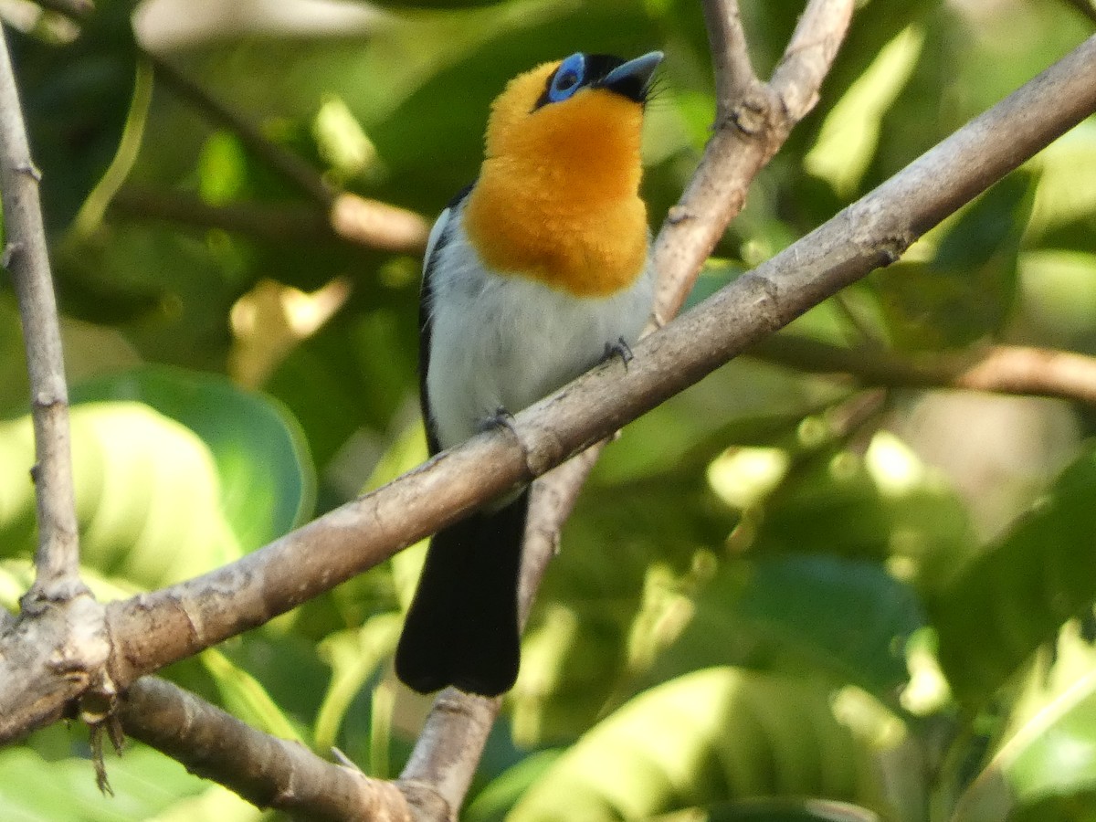 Ochre-collared Monarch - ML610997003