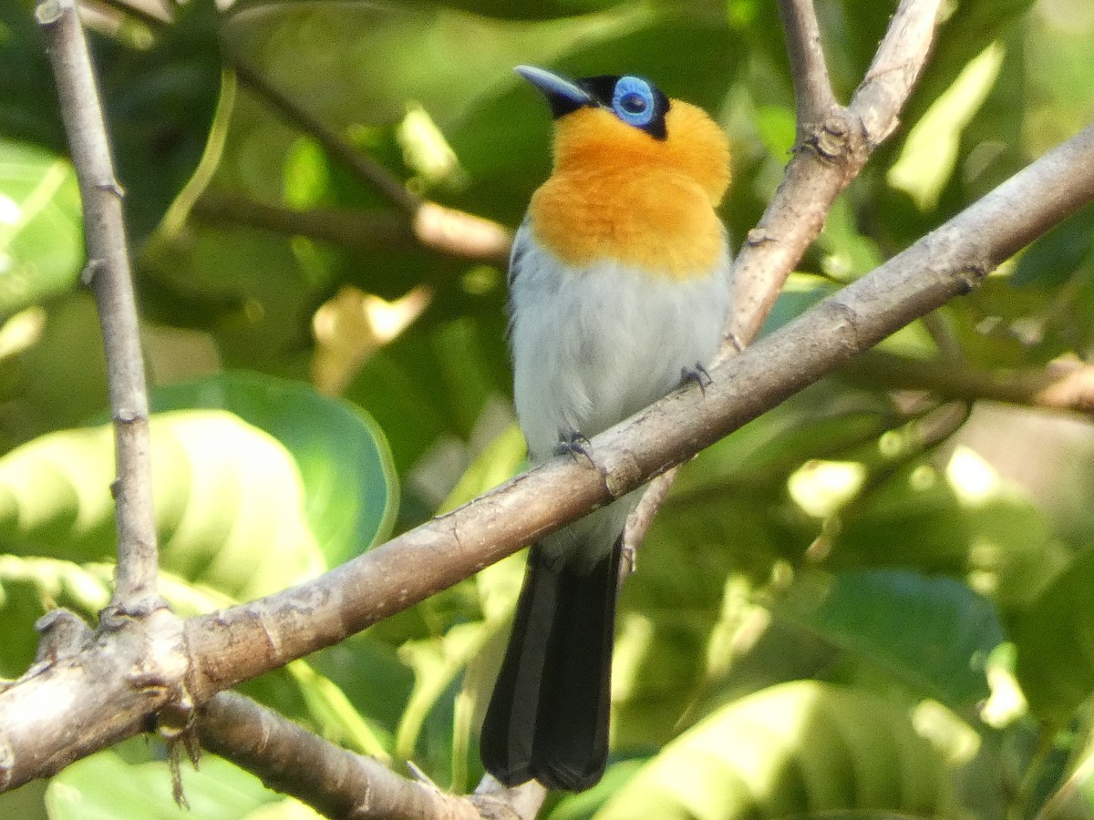 Ochre-collared Monarch - ML610997004