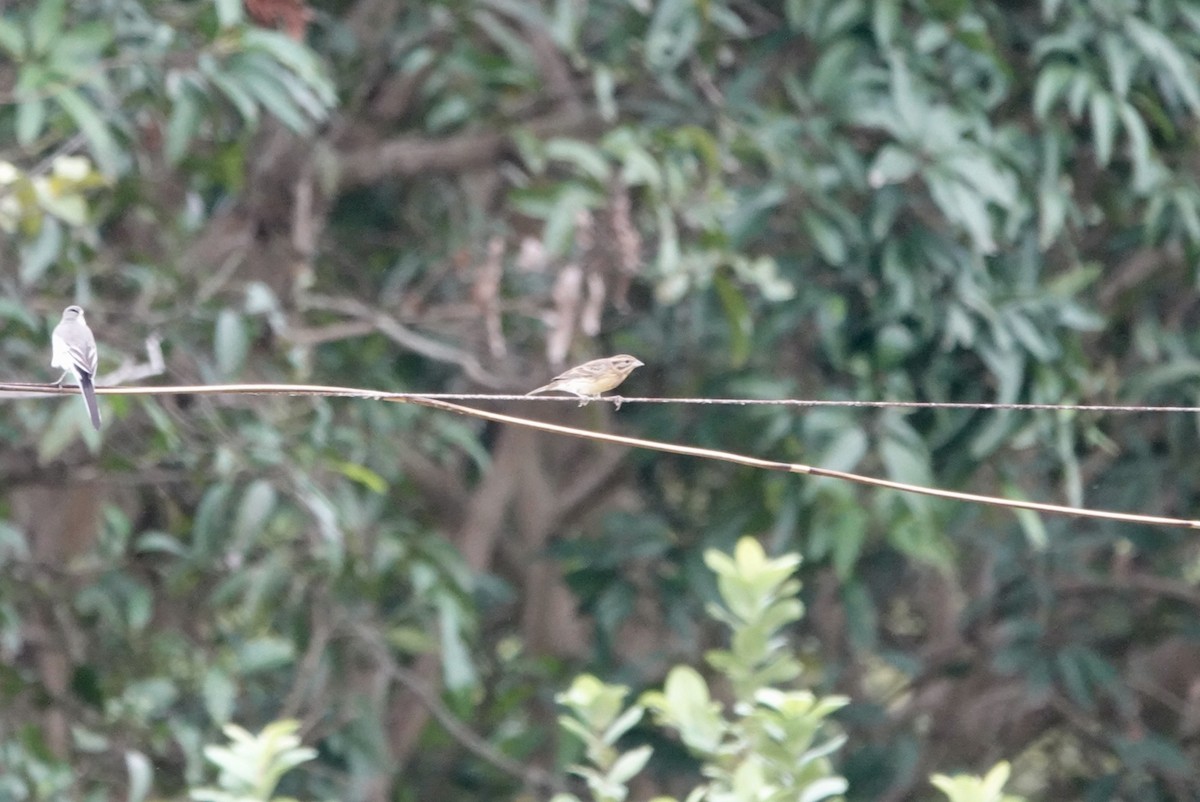 Yellow-breasted Bunting - Lam Chan