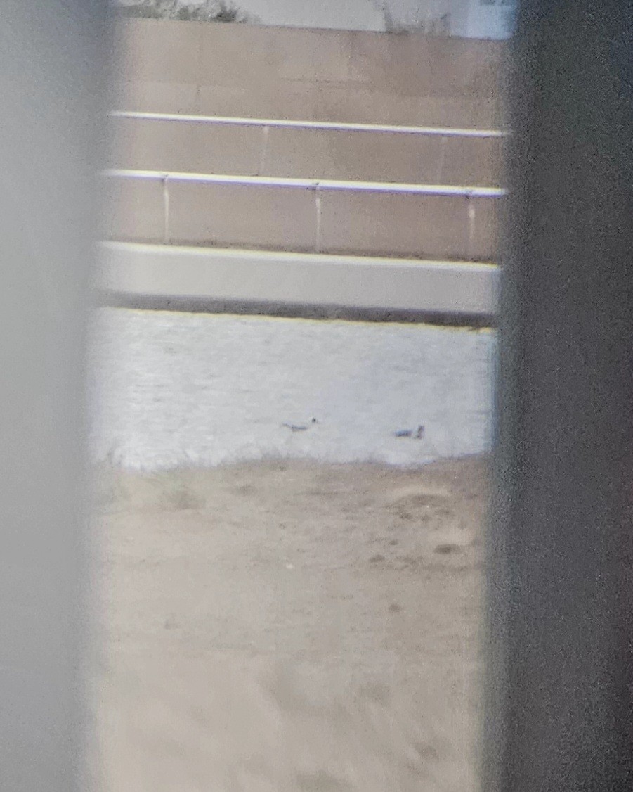 Franklin's Gull - ML610997066