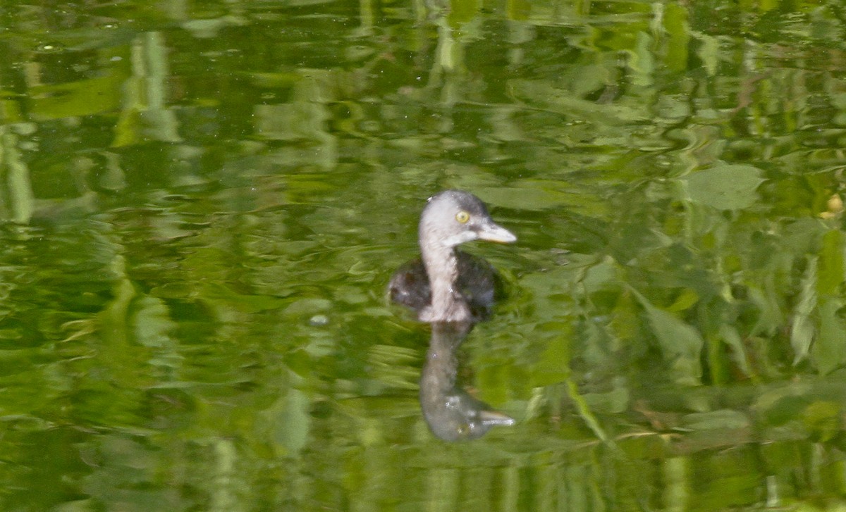 Least Grebe - ML610997067