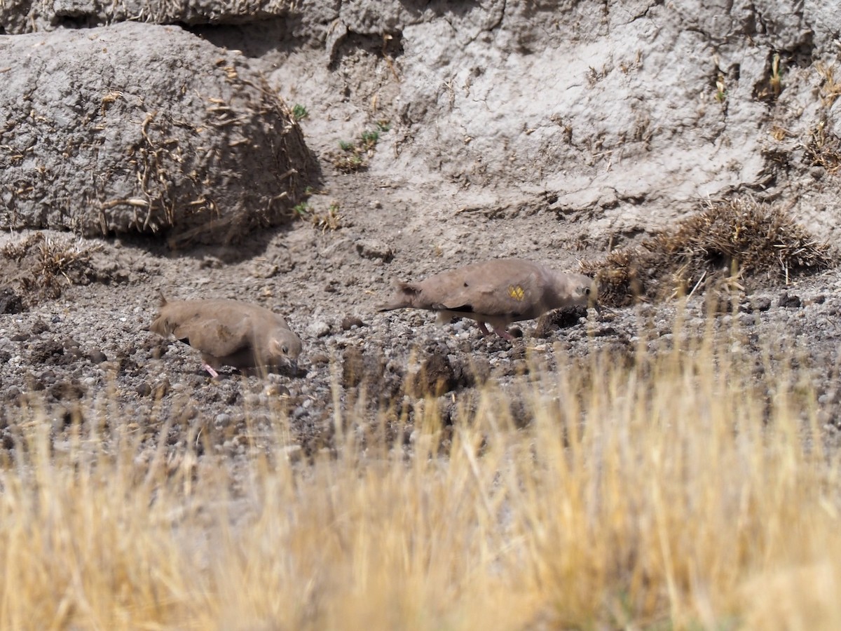 Golden-spotted Ground Dove - ML610997071