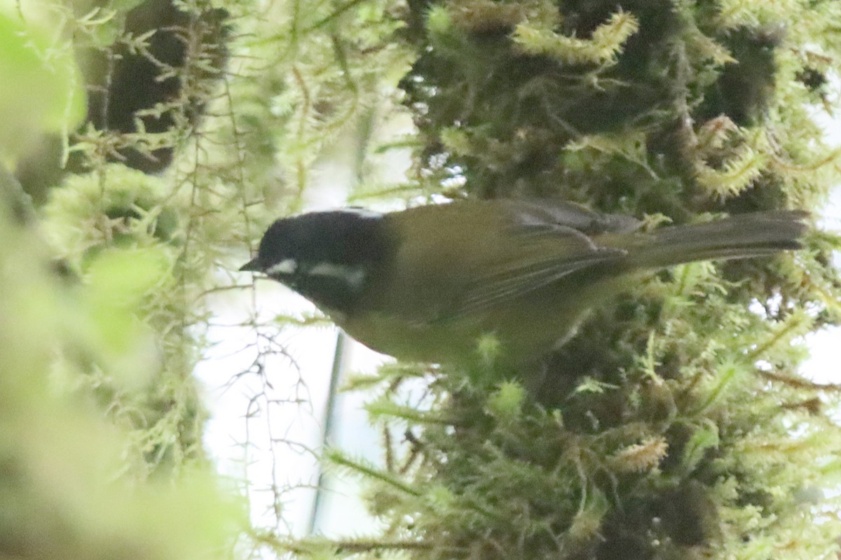 Sooty-capped Chlorospingus - ML610997116
