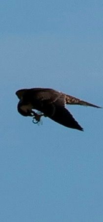 Eurasian Hobby - Mark Simmonds