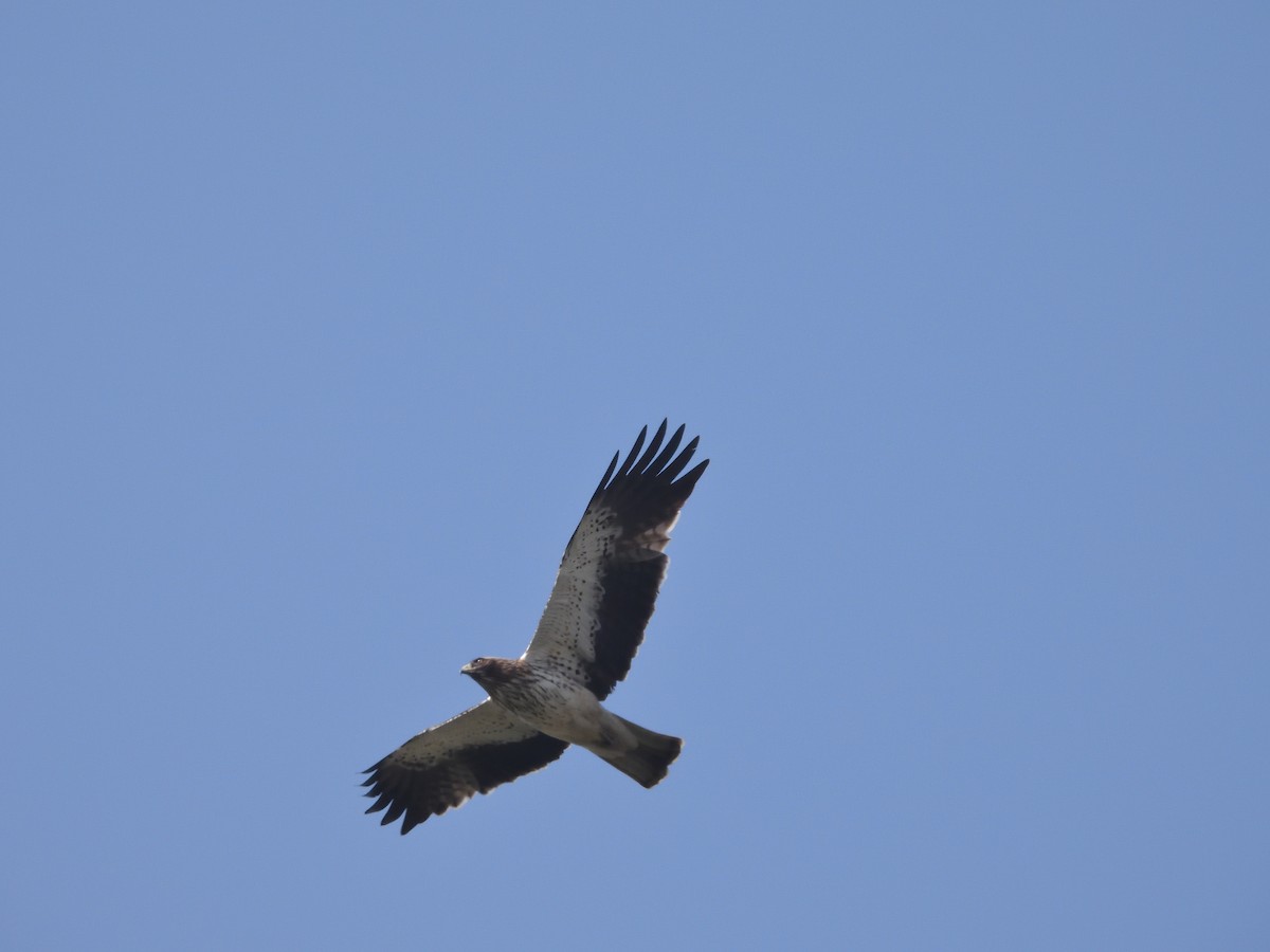 Booted Eagle - ML610997209