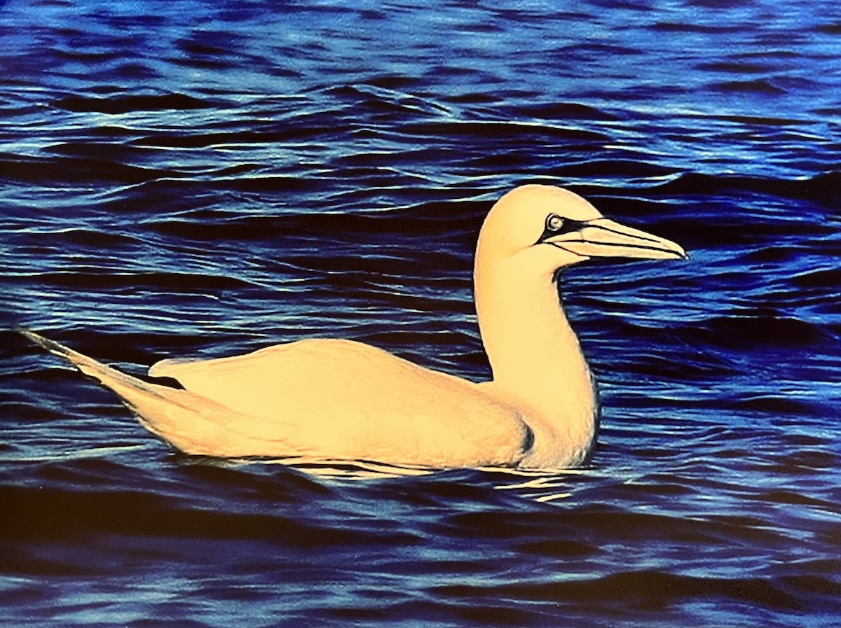 Northern Gannet - ML610997223