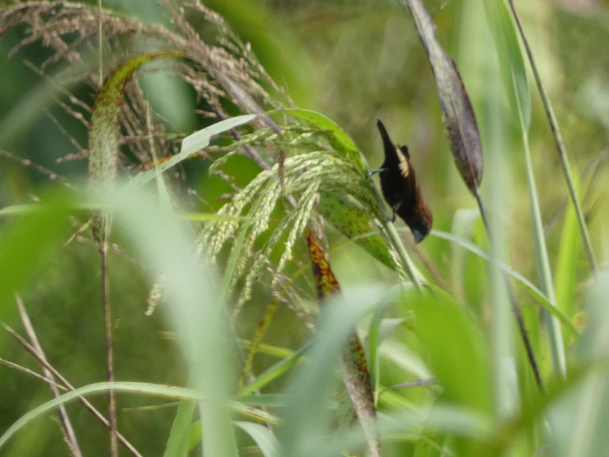 Streak-headed Munia - ML610997227