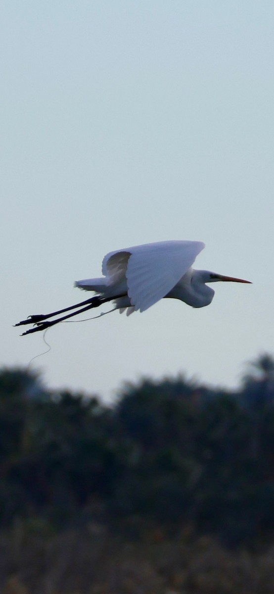 Great Egret - Mark Simmonds