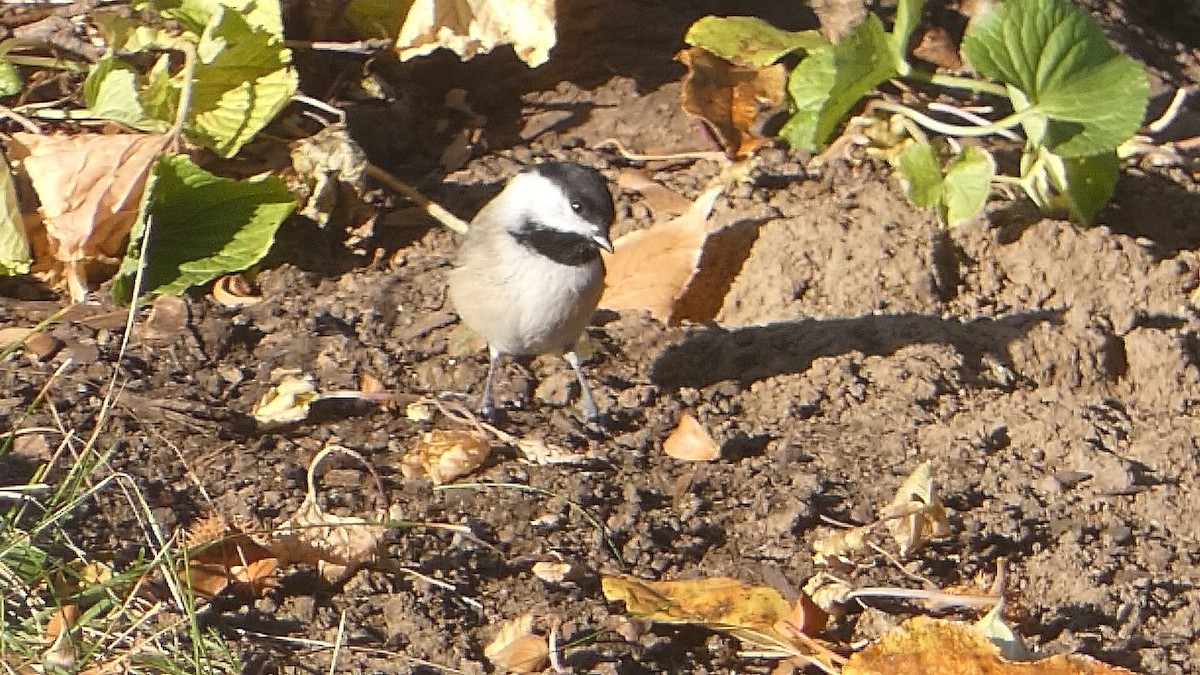 Carolina Chickadee - Isaac Petrowitz