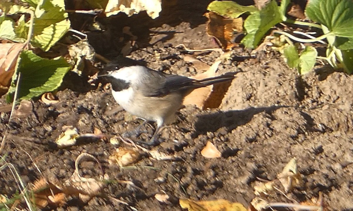 Carolina Chickadee - Isaac Petrowitz