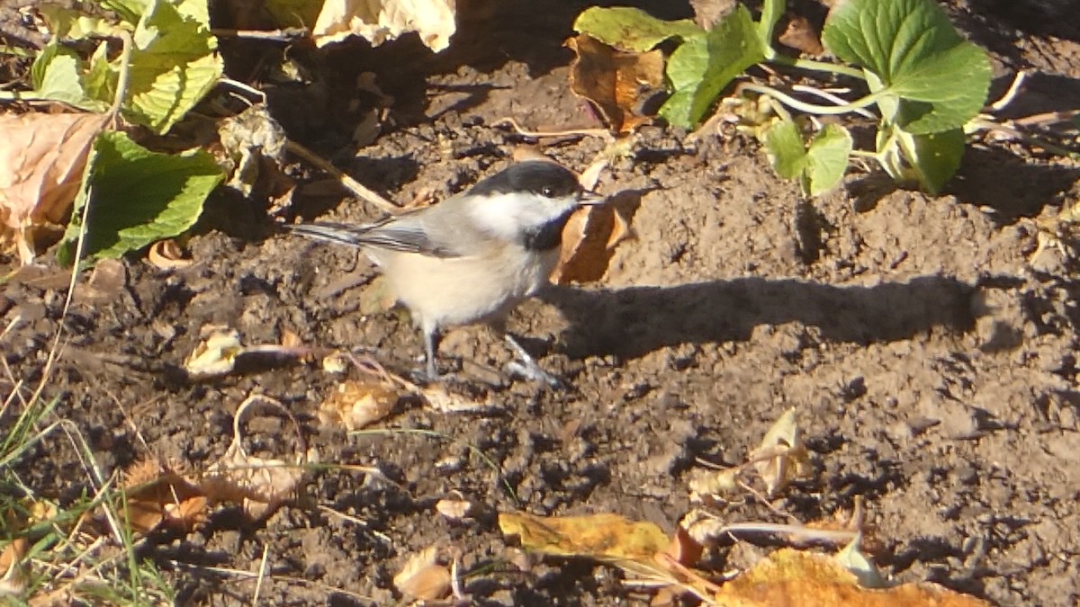 Carolina Chickadee - Isaac Petrowitz