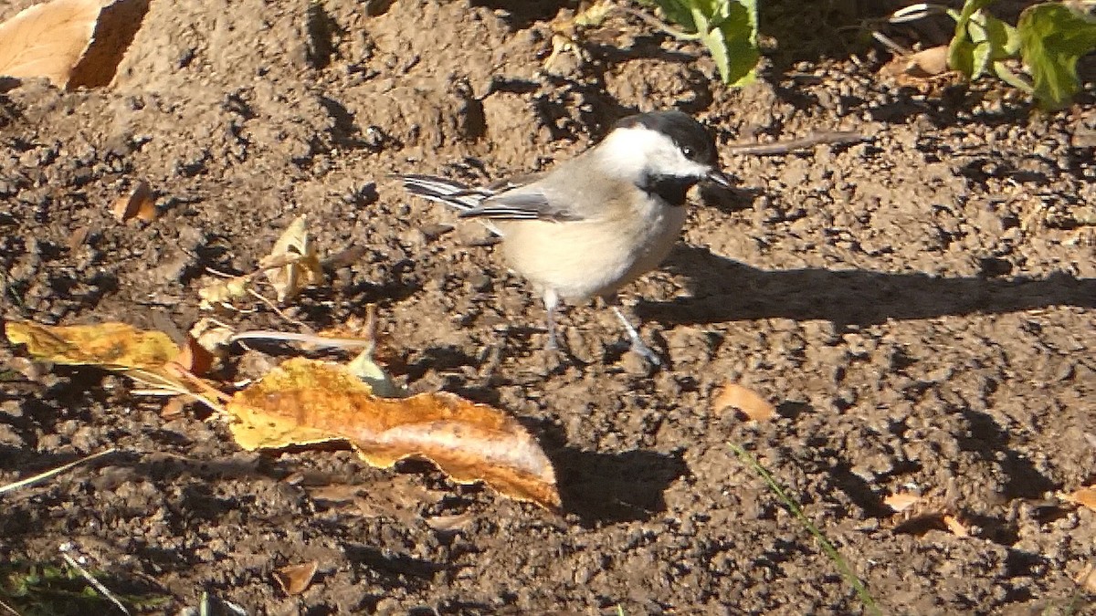 Carolina Chickadee - Isaac Petrowitz