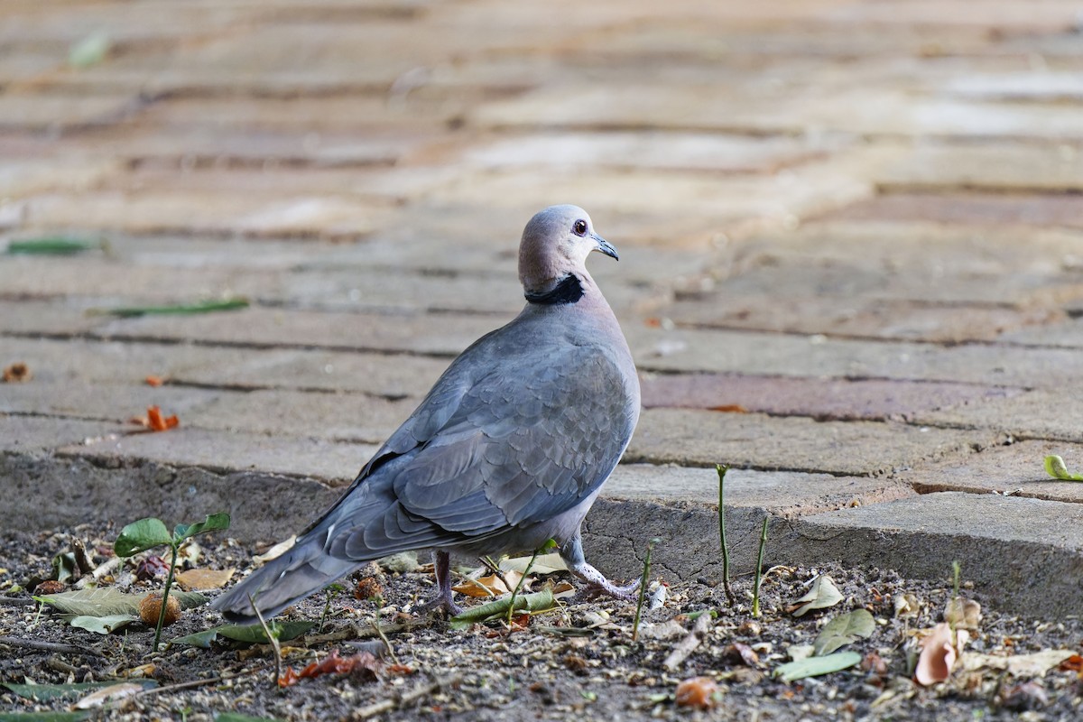 Red-eyed Dove - ML610997331