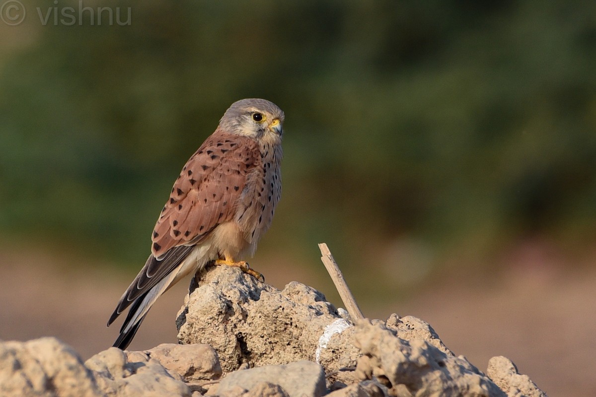 Eurasian Kestrel - Vishnu Sagar