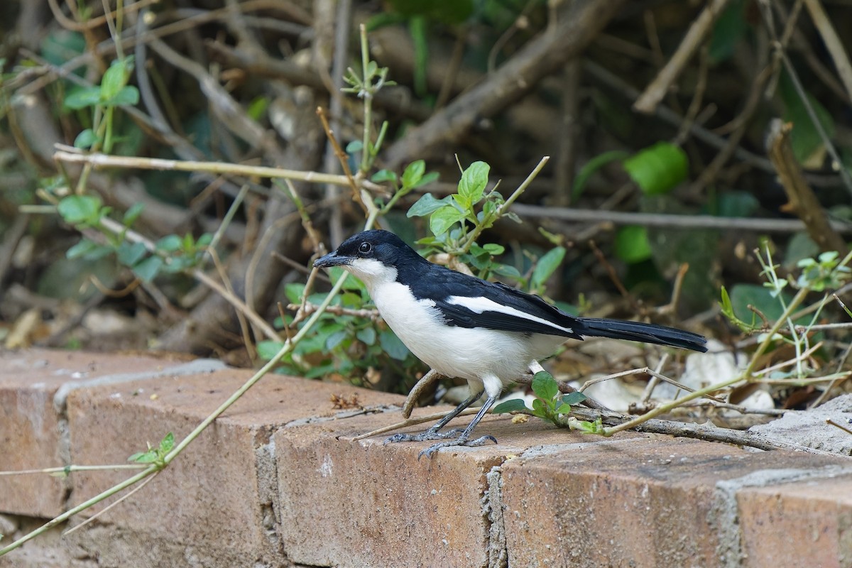 Bubú Bicolor - ML610997374