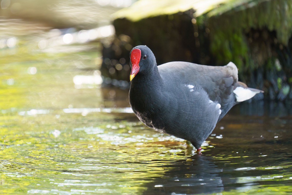 Eurasian Moorhen - Reece Dodd