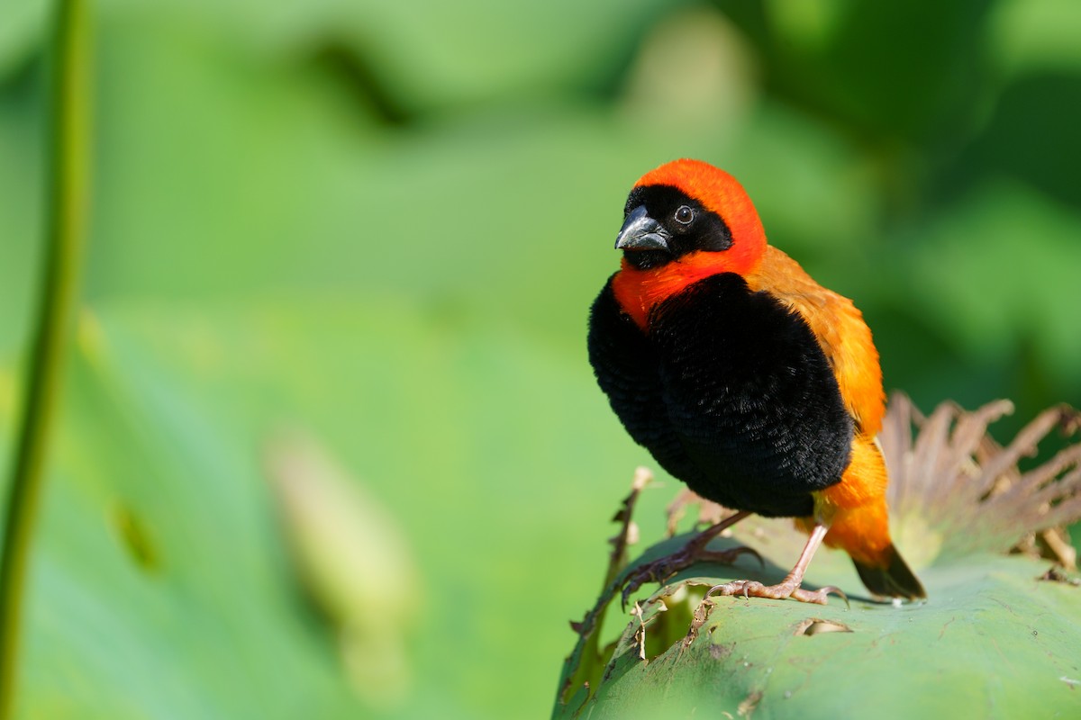 Southern Red Bishop - Reece Dodd