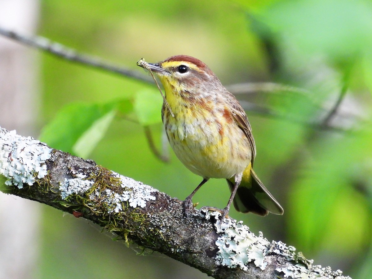 Palm Warbler - ML610997493