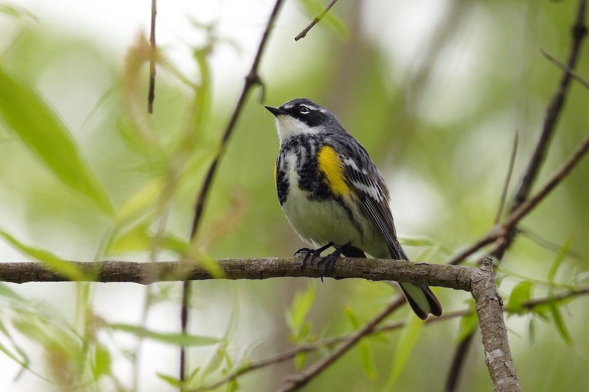 Yellow-rumped Warbler - S. K.  Jones