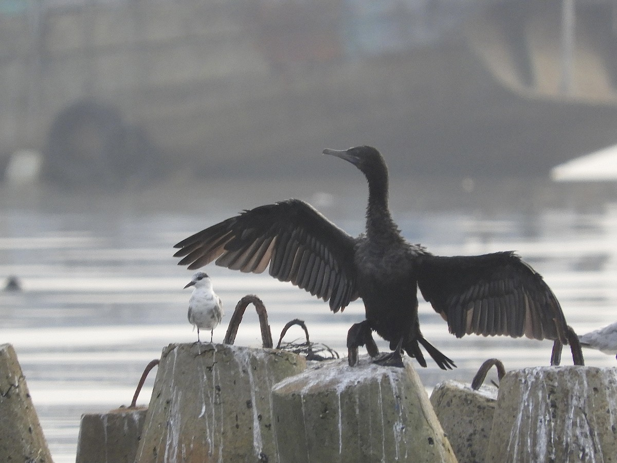 Cormorán Totinegro - ML610997559