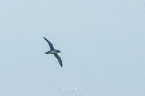 Balearic Shearwater - ML610997561