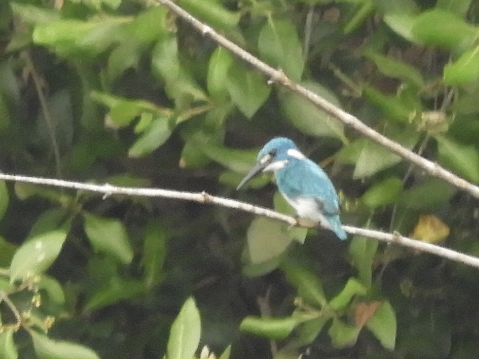 Small Blue Kingfisher - ML610997601