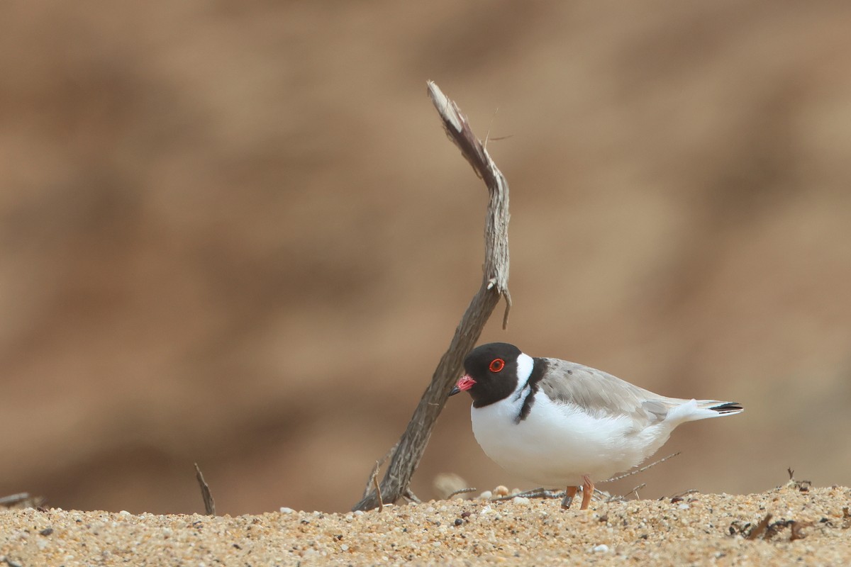 Hooded Plover - ML610997659