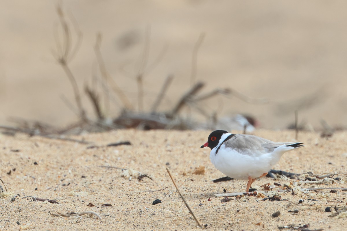 Hooded Plover - ML610997665