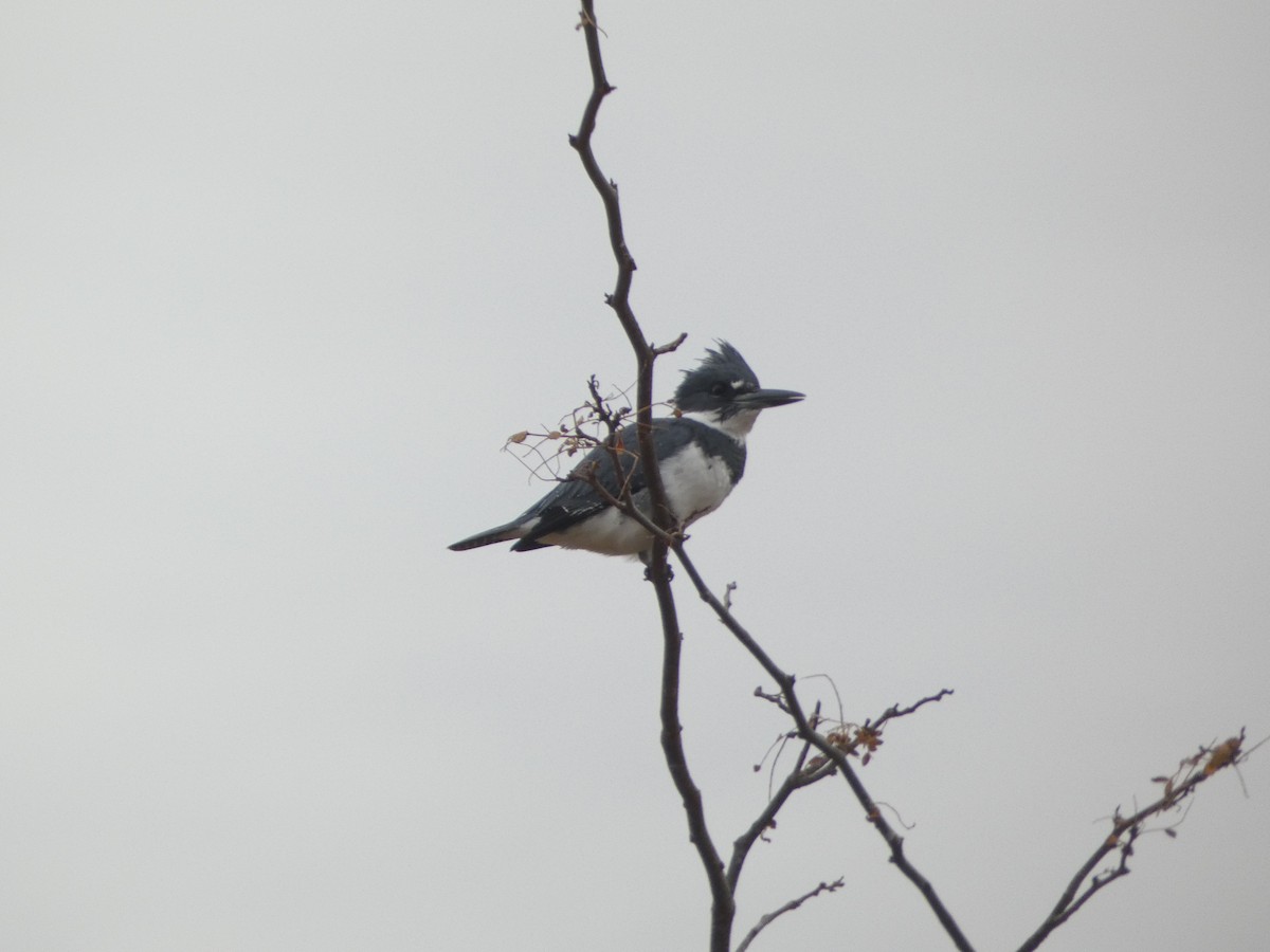 Belted Kingfisher - ML610997688