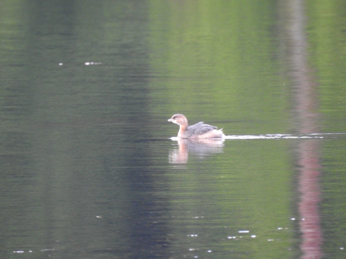 Pied-billed Grebe - Mike Meyer