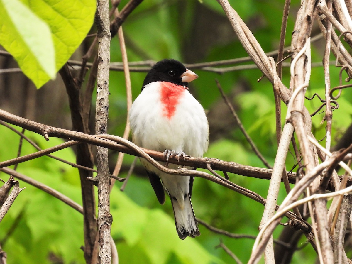 Rose-breasted Grosbeak - ML610997772