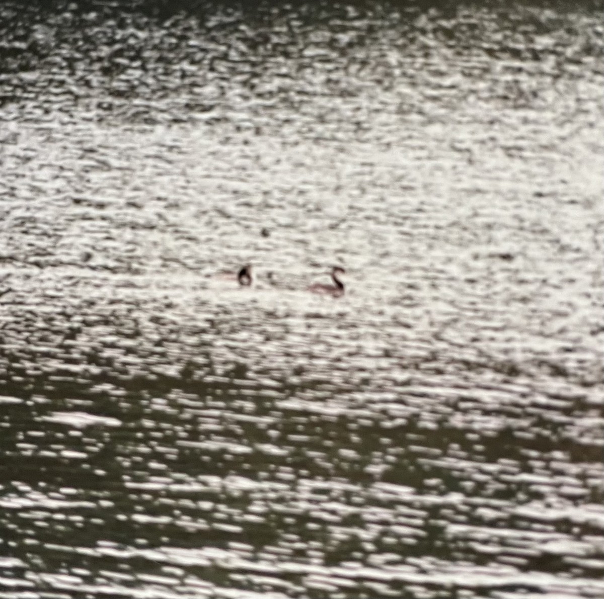 Red-necked Grebe - Pierre Howard