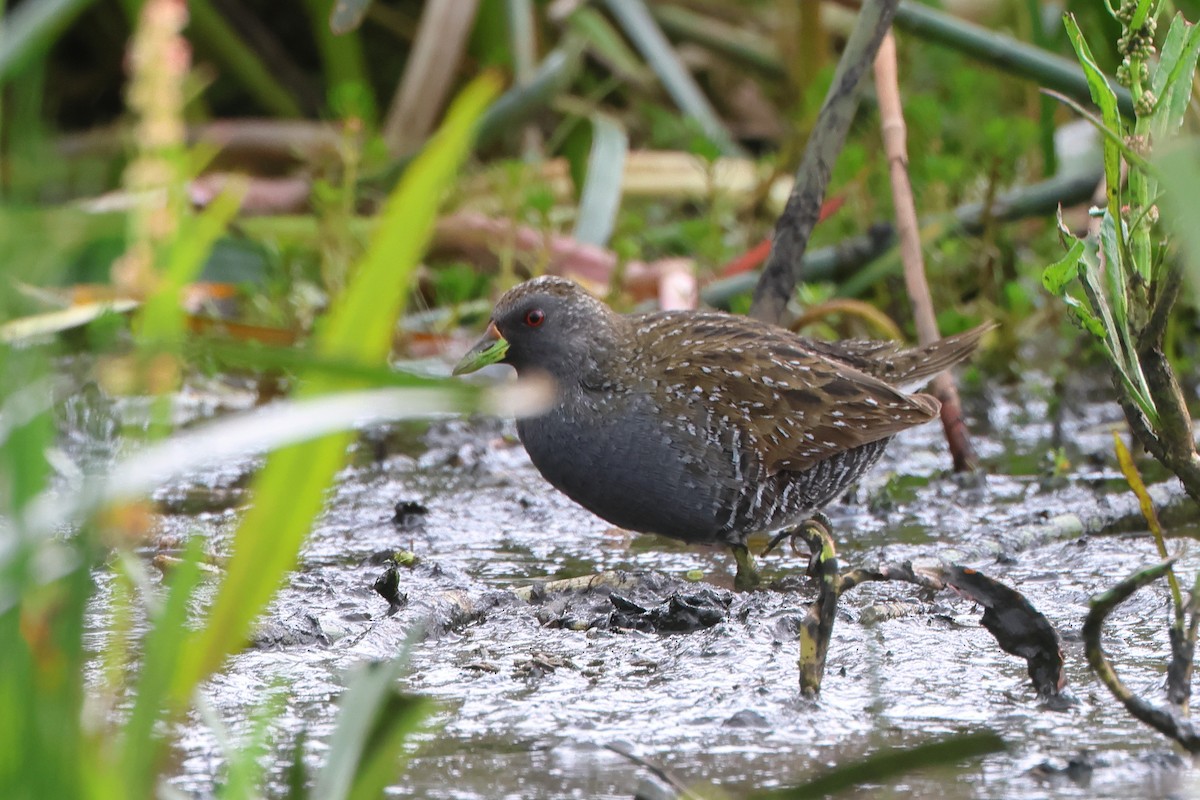 Australian Crake - ML610997845