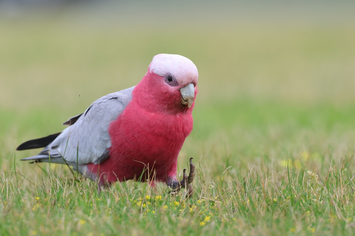 Cacatúa Galah - ML610997938