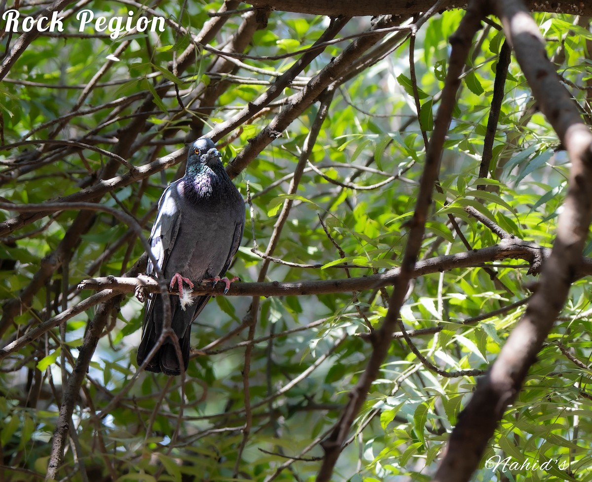 Rock Pigeon (Feral Pigeon) - ML610997942