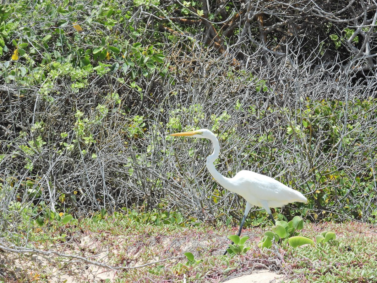 Great Egret - Alejandra Pons