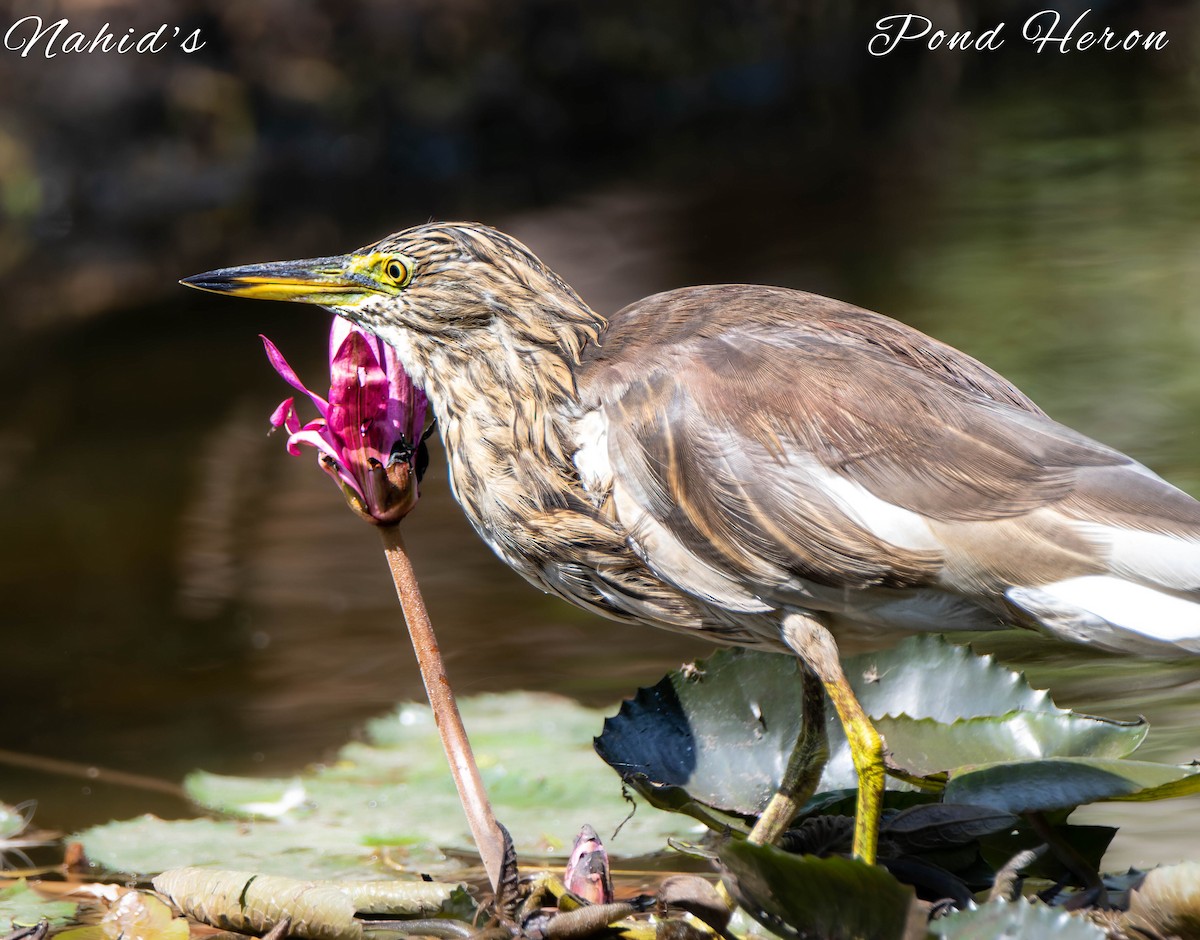 Indian Pond-Heron - ML610997961