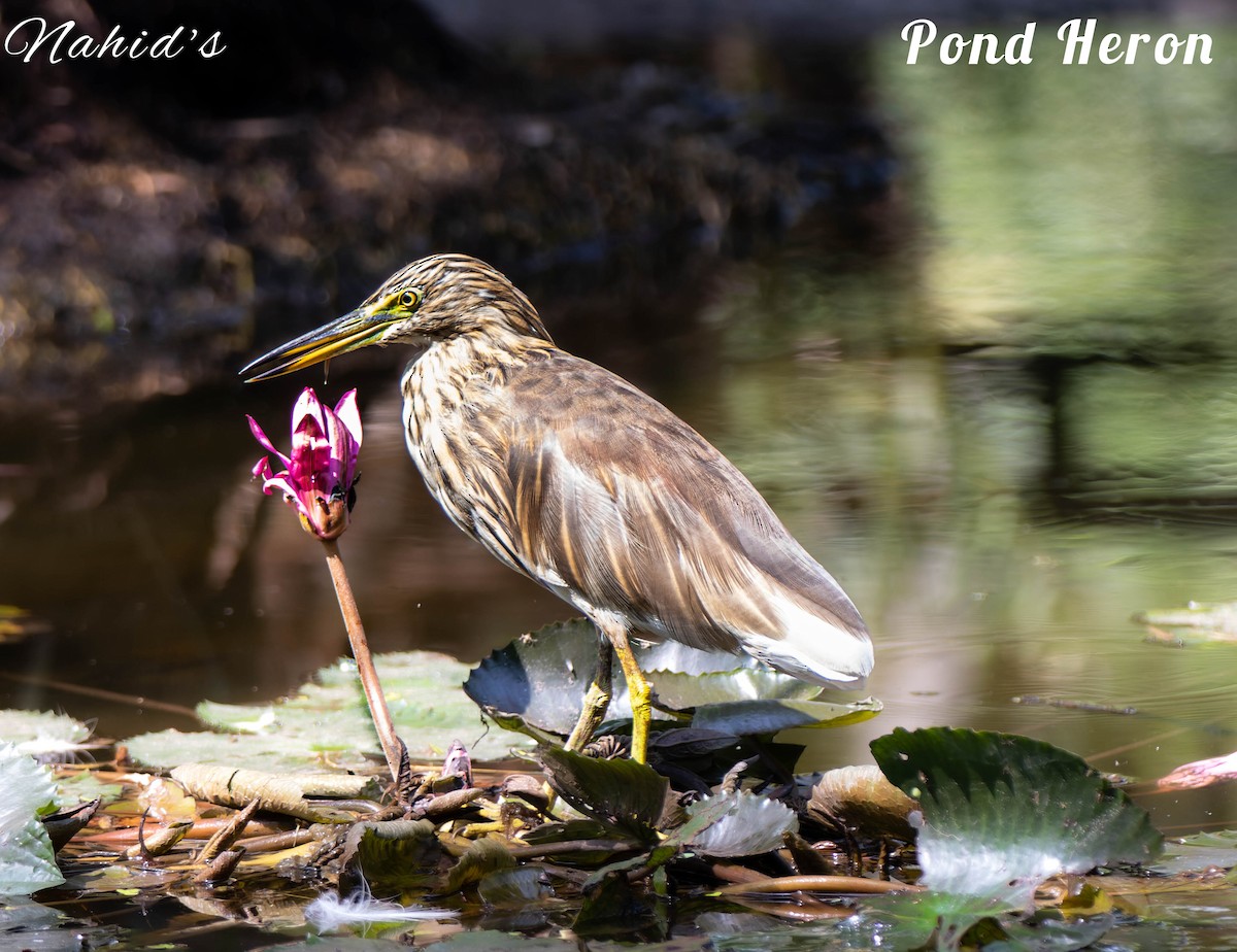 Indian Pond-Heron - ML610997962