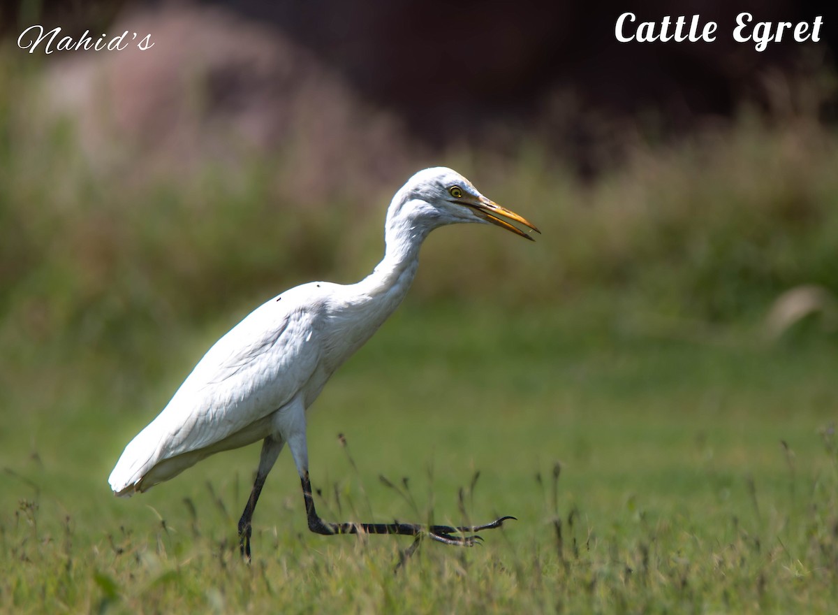 Eastern Cattle Egret - Dr.  Nahid Laliwala