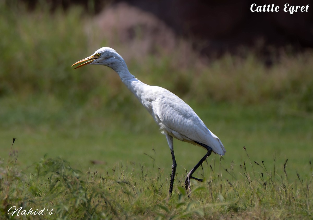 Eastern Cattle Egret - ML610997968