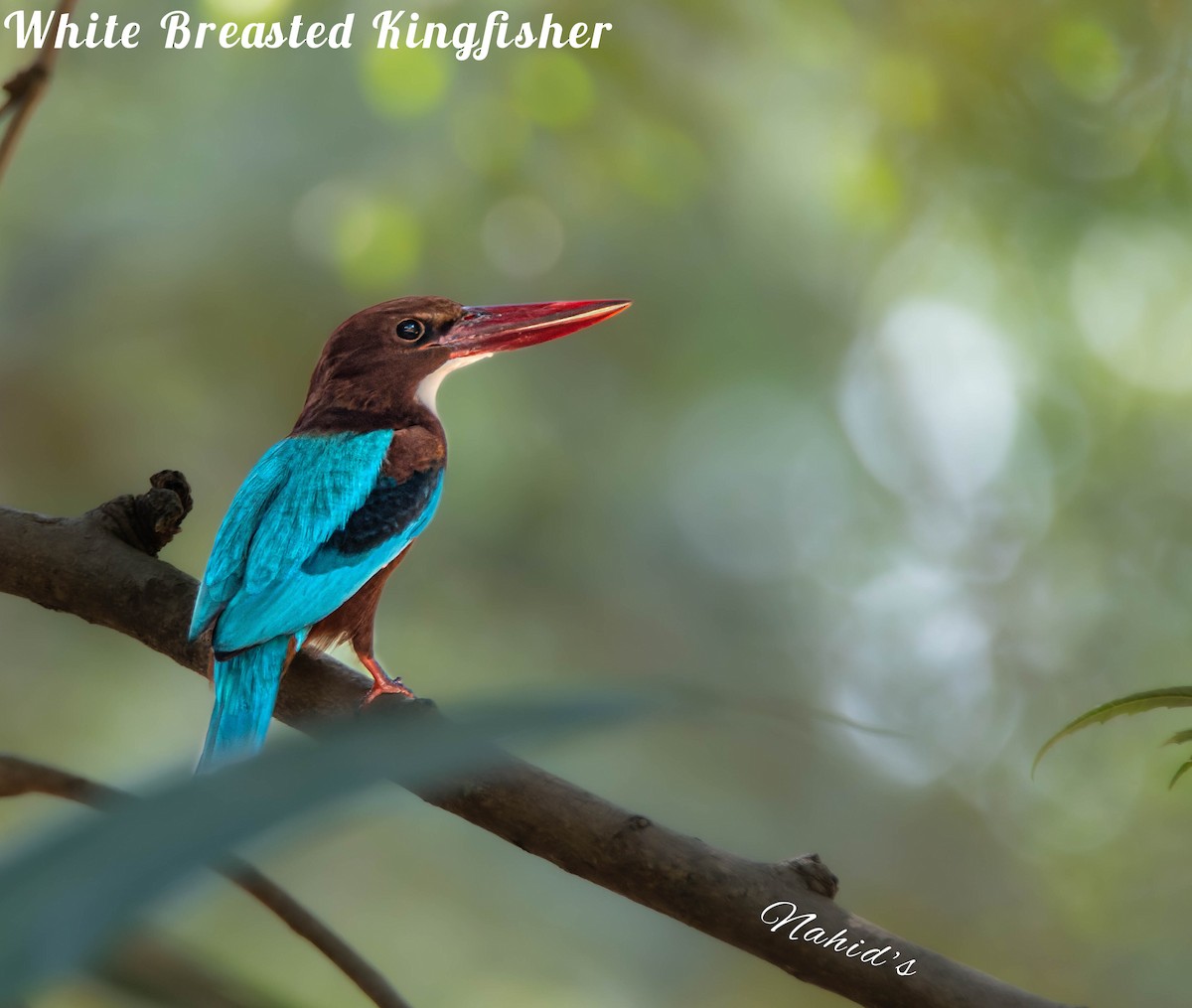 White-throated Kingfisher - ML610997996