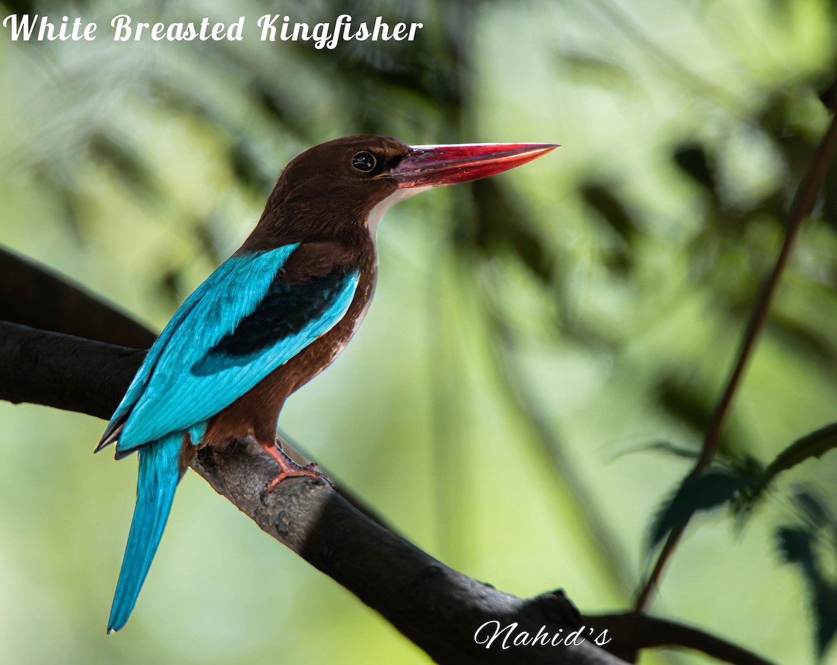 White-throated Kingfisher - ML610997997