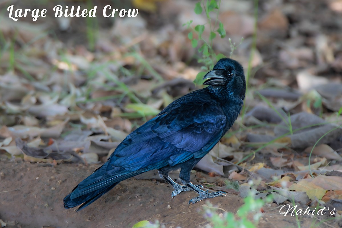 Large-billed Crow - ML610998010